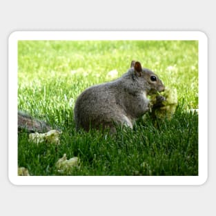 Squirrel eating Flowers Sticker